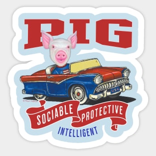 Humor funny and cute Pig driving a vintage classic car to a retro parade with red white and blue flags Sticker